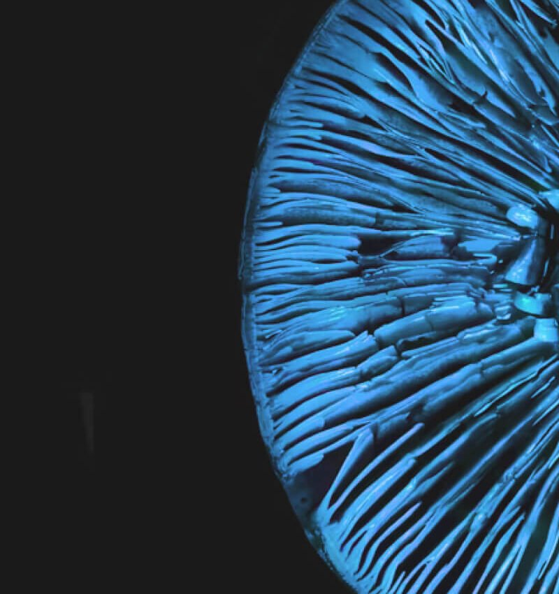 Advanced Network Security